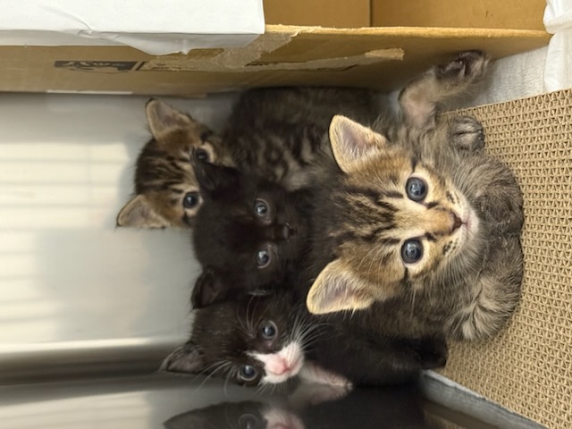 現在当院で飼育中の子猫